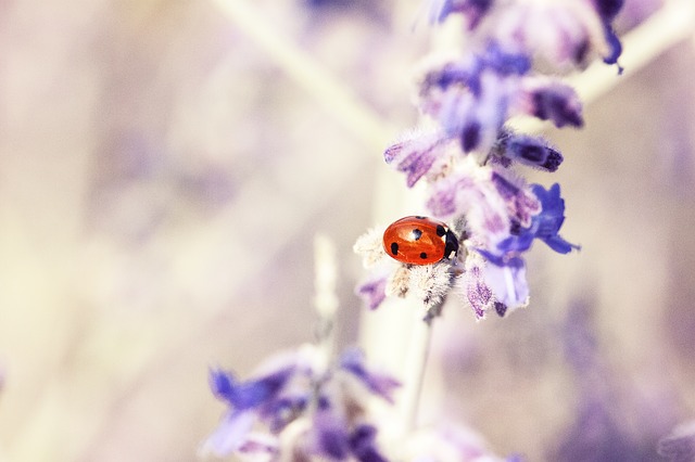 ladybug-676448_640.jpg
